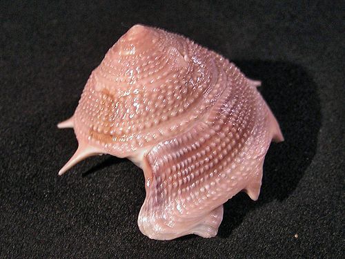 Guildfordia aculeata